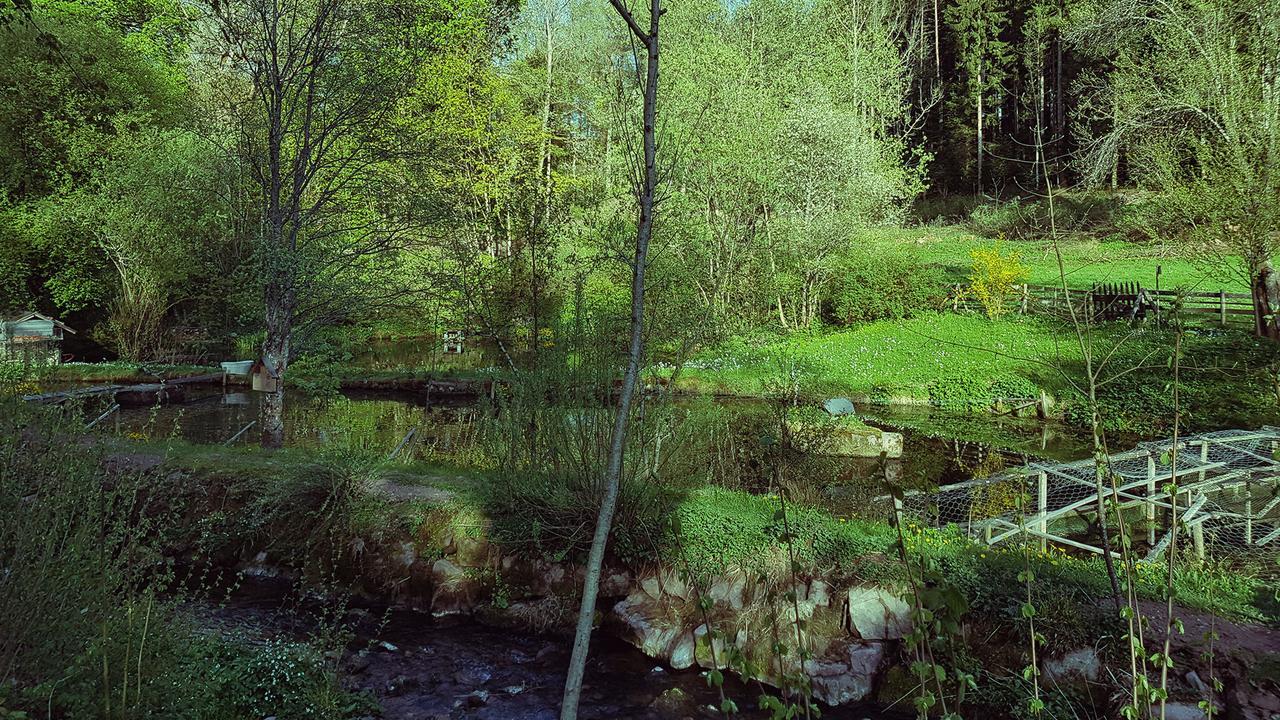 Gut Lauterbad Hotel Freudenstadt Luaran gambar